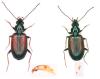 Bembidion conforme